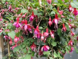 19.06.2014 / Avusturya - Fransa - UETD Organizasyonları