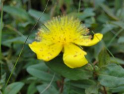 19.06.2014 / Avusturya - Fransa - UETD Organizasyonları